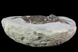 Fossil Crab (Pulalius) Washington - Washington State #67568-3